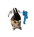 飼っているウサギ（個別スタンプ：17）