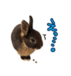 飼っているウサギ（個別スタンプ：20）