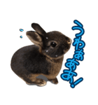 飼っているウサギ（個別スタンプ：21）