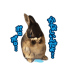 飼っているウサギ（個別スタンプ：24）