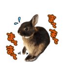 飼っているウサギ（個別スタンプ：30）