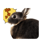 飼っているウサギ（個別スタンプ：31）