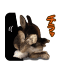飼っているウサギ（個別スタンプ：32）
