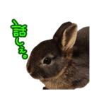 飼っているウサギ（個別スタンプ：33）
