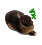飼っているウサギ（個別スタンプ：35）