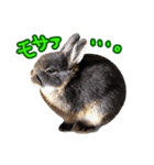 飼っているウサギ（個別スタンプ：37）