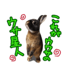 飼っているウサギ（個別スタンプ：40）