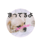 こまきゅんラブ（個別スタンプ：1）
