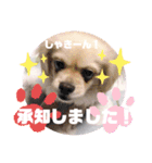 こまきゅんラブ（個別スタンプ：3）