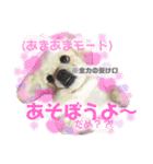 こまきゅんラブ（個別スタンプ：16）