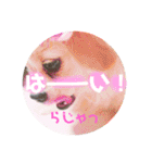 こまきゅんラブ（個別スタンプ：17）
