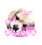 こまきゅんラブ（個別スタンプ：19）