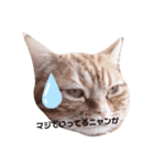 不機嫌猫の日常（個別スタンプ：2）