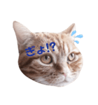 不機嫌猫の日常（個別スタンプ：3）