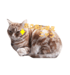 不機嫌猫の日常（個別スタンプ：4）