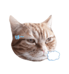 不機嫌猫の日常（個別スタンプ：5）