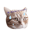 不機嫌猫の日常（個別スタンプ：6）