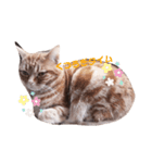 不機嫌猫の日常（個別スタンプ：8）