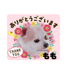 ゆるふわももちゃん♡（個別スタンプ：8）