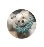むったん成犬版（個別スタンプ：1）