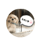 むったん成犬版（個別スタンプ：2）