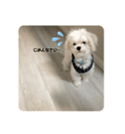 むったん成犬版（個別スタンプ：3）