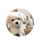 むったん成犬版（個別スタンプ：5）