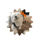 むったん成犬版（個別スタンプ：6）