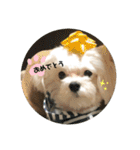 むったん成犬版（個別スタンプ：8）