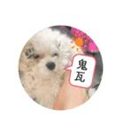 むったん成犬版（個別スタンプ：9）