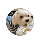 むったん成犬版（個別スタンプ：10）