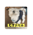むったん成犬版（個別スタンプ：12）