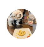 むったん成犬版（個別スタンプ：13）