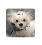 むったん成犬版（個別スタンプ：14）
