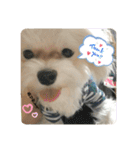 むったん成犬版（個別スタンプ：16）