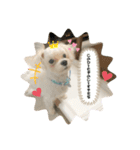 むったん成犬版（個別スタンプ：17）