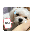 むったん成犬版（個別スタンプ：18）
