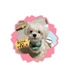 むったん成犬版（個別スタンプ：20）