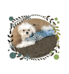 むったん成犬版（個別スタンプ：21）