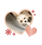 むったん成犬版（個別スタンプ：22）