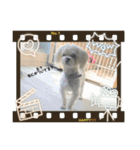 むったん成犬版（個別スタンプ：23）