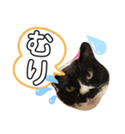 めめしおん（個別スタンプ：5）