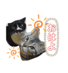 めめしおん（個別スタンプ：7）