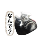 めめしおん（個別スタンプ：16）