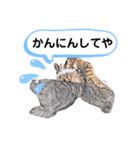 鉛筆画のネコ《相づち》（個別スタンプ：5）