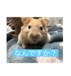 はむはむたんたん（個別スタンプ：1）