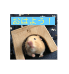 はむはむたんたん（個別スタンプ：2）