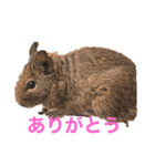 デグブーさん。（個別スタンプ：1）