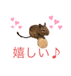 デグブーさん。（個別スタンプ：4）