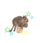 デグブーさん。（個別スタンプ：5）